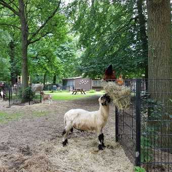 featured image thumbnail for post  Снова о животных: Kinderboerderij de Houthoeve