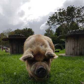 featured image thumbnail for post Kinderboerderij de Knuffelweide детская ферма с симпатичной свинкой!